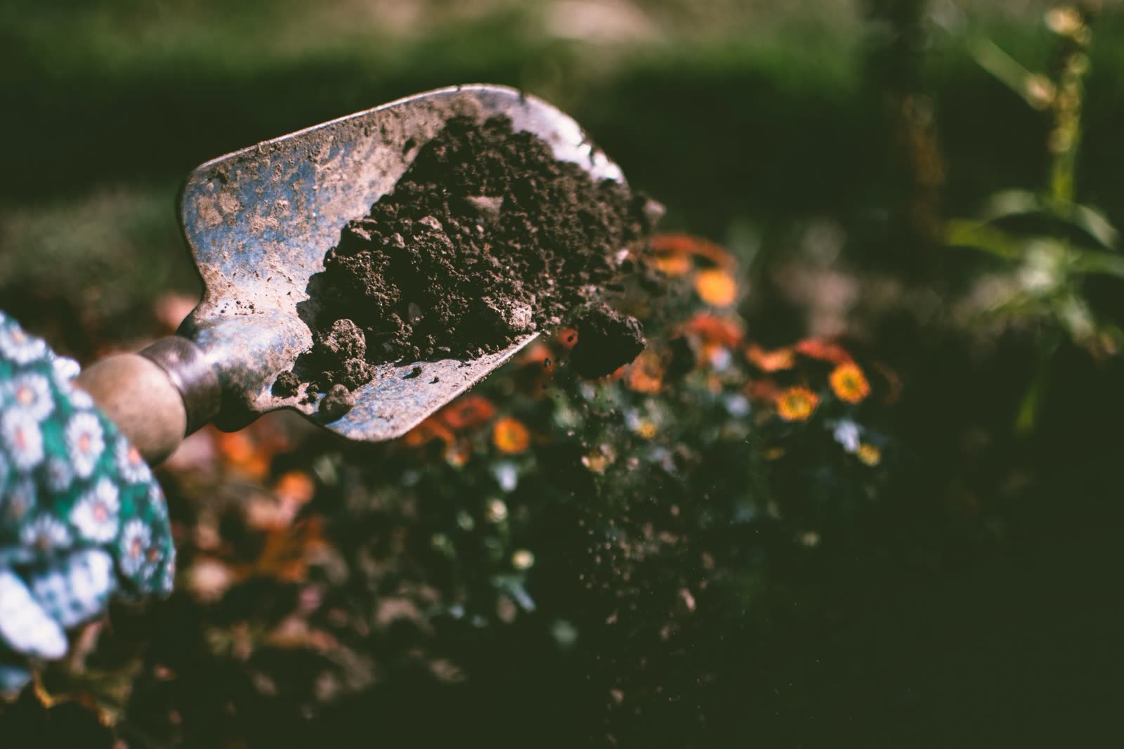 person planting shrubs in a garden bed on a cool autumn afternoon / low golden sunlight through autumn trees on a southern ridge / hands holding dark garden soil with a trowel in fall