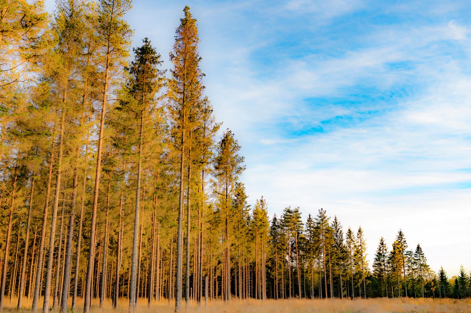 people in light jackets walking a sunny trail on a dry autumn afternoon / dry fallen leaves and pine straw on a sunlit forest floor / clear blue sky over a southern pine ridge in fall