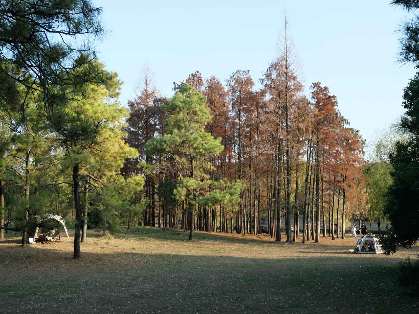 people in short sleeves on a sunny autumn afternoon in a small town / family on a front porch with coffee on a bright fall morning / clear blue sky over dry autumn fields and pines