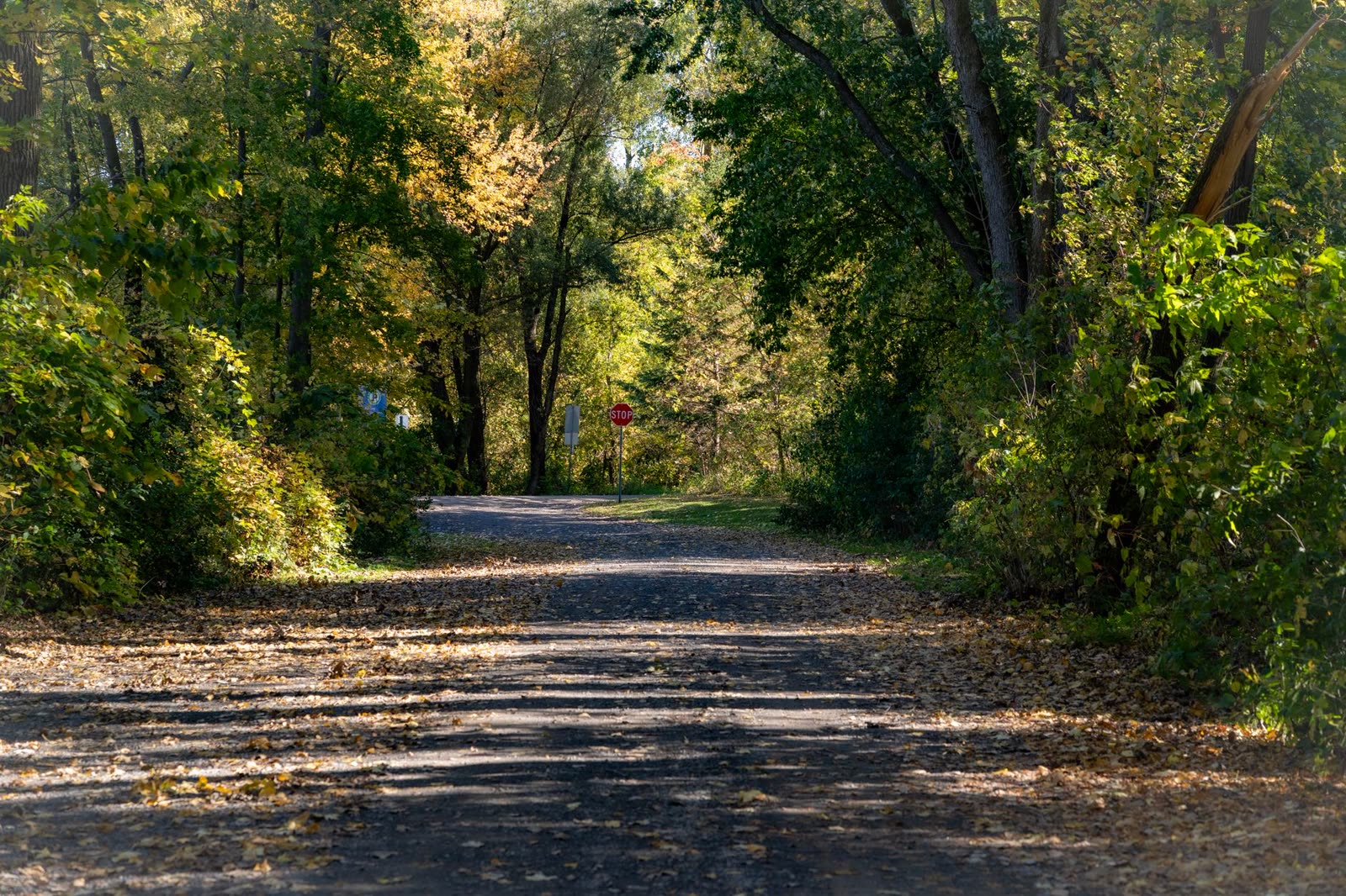 hikers in light layers on a wooded trail on a crisp early fall morning / family walking a paved riverside trail at sunrise / morning sunlight on a red clay canyon trail in early autumn
