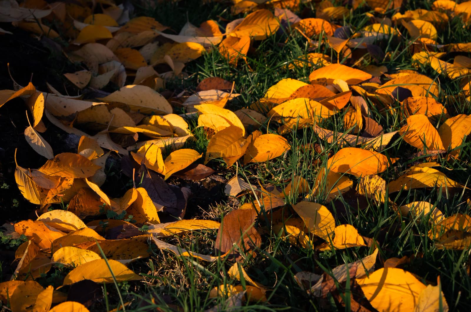 people in short sleeves walking a sunny riverside trail in autumn / dry fallen leaves and brown grass in warm late afternoon sun / golden sunrise over a small Southern town in October